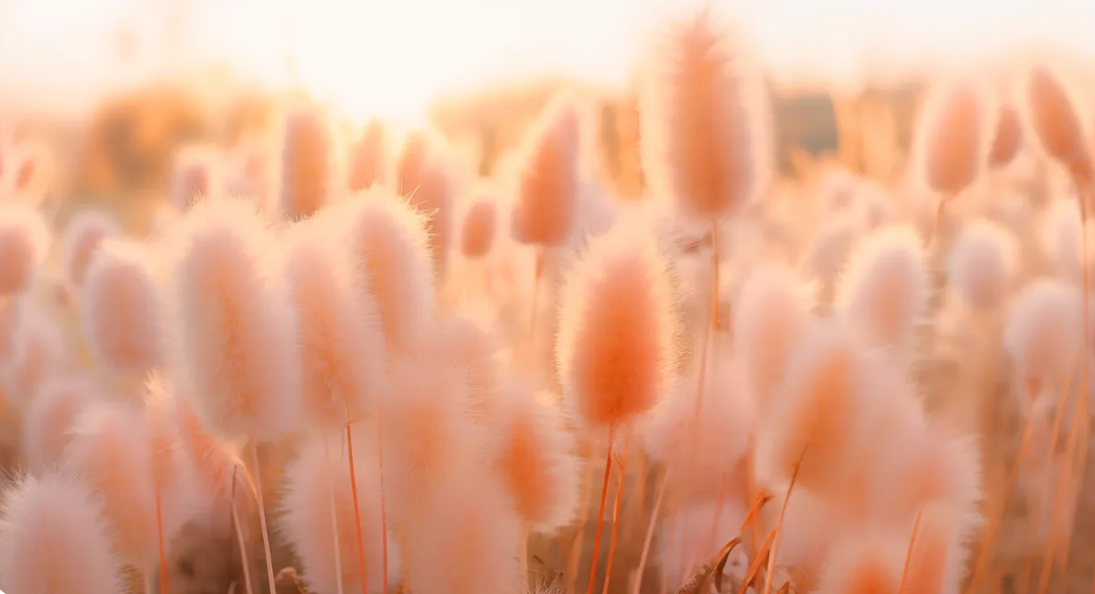 The description highlights the subtle sensuality of PANTONE 13-1023 Peach Fuzz, a peach hue that brings feelings of kindness, tenderness, and a sense of community. This warm and cozy shade emphasizes togetherness and moments of stillness, offering a nurturing and calming experience. The hue balances between pink and orange, inspiring belonging and tranquility, and evokes a modern yet romantic vibe with its gentle lightness and depth.